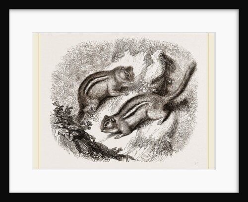 Common Ground Squirrel by Anonymous