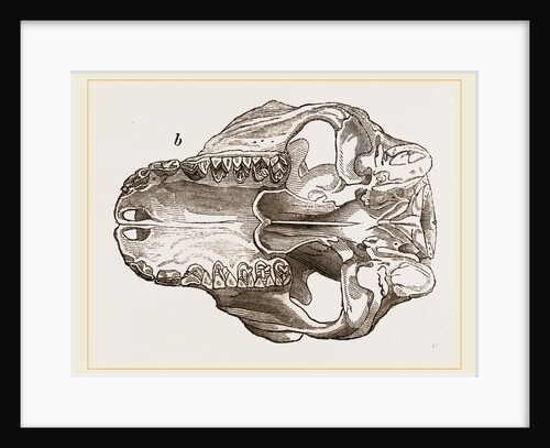 Skull of Galeopithecus Philippinensis by Anonymous