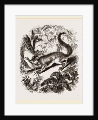 Aye-Aye by Anonymous