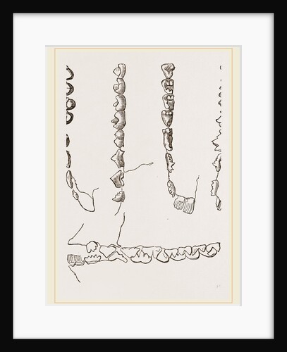 Teeth of Colugo by Anonymous