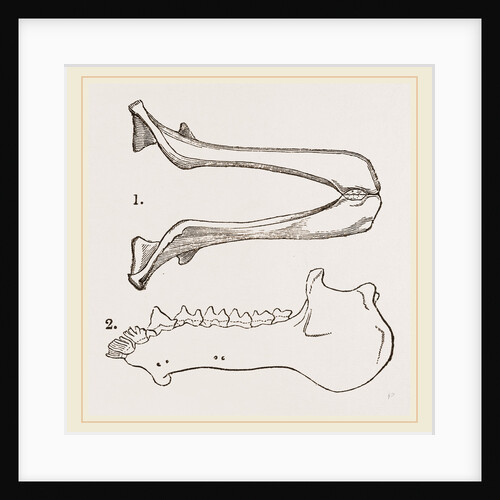 Lower Jaw and Teeth of Galeopithecus Philippinensis by Anonymous