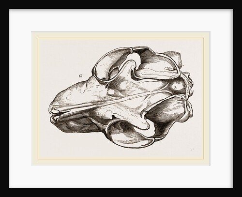 Skull of Galeopithecus Temminckii by Anonymous