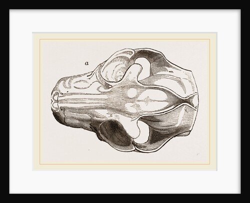 Skull of Galeopithecus Philippinensis by Anonymous