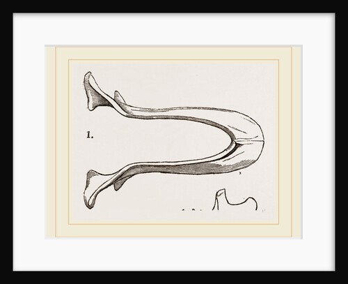 Lower Jaw and Teeth of Galeopithecus Temminckii by Anonymous