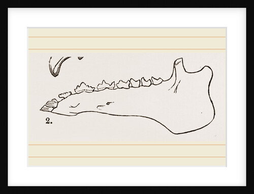 Lower Jaw and Teeth of Galeopithecus Temminckii by Anonymous