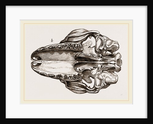 Skull of Galeopithecus Temminckii by Anonymous