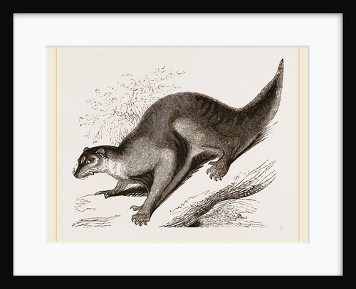 Colugo by Anonymous