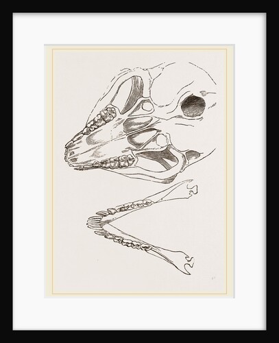 Base of Skull Moholi and Lower Jaw natural size by Anonymous