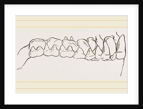 Teeth of Tarsiers by Anonymous