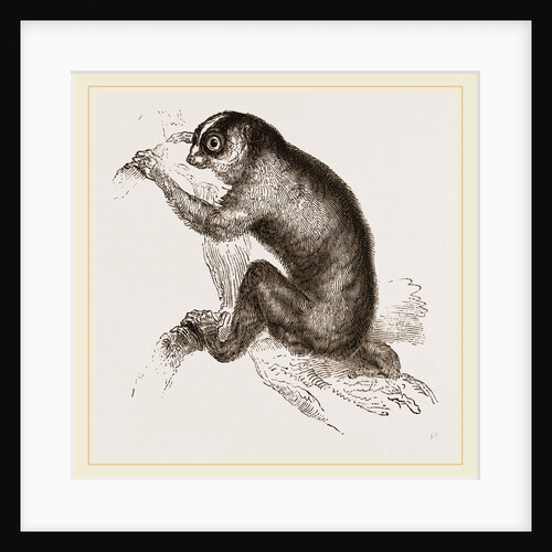 Slow-paced Loris by Anonymous