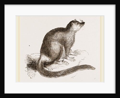 Flocky Lemur by Anonymous