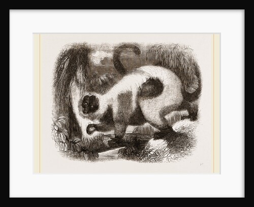 Ruffed Lemur by Anonymous
