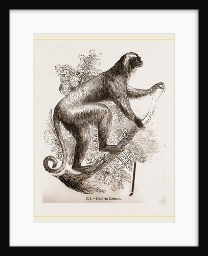Diadem lemur by Anonymous