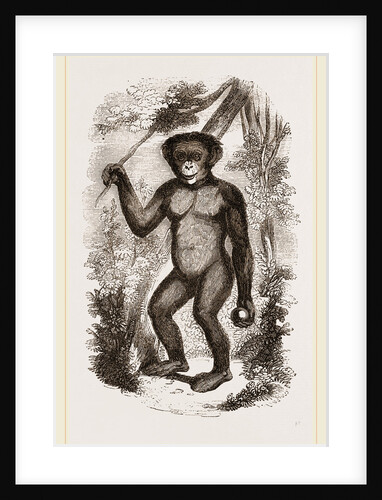 Chimpanzee by Anonymous