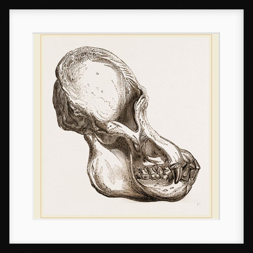 Skull of Orang-Outan by Anonymous