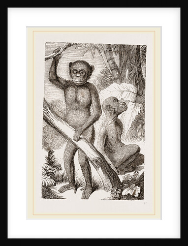 The Chimpanzee by Anonymous