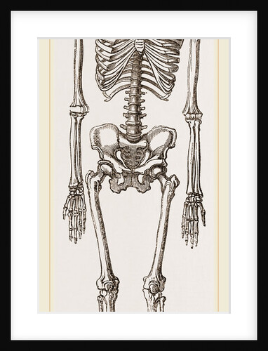 Skeleton of Man by Anonymous