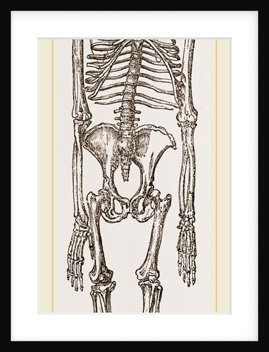 Skeleton of Chimpanzee by Anonymous