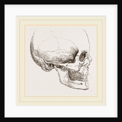 Human Skull by Anonymous