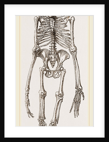 Skeleton of Orang-Outan by Anonymous