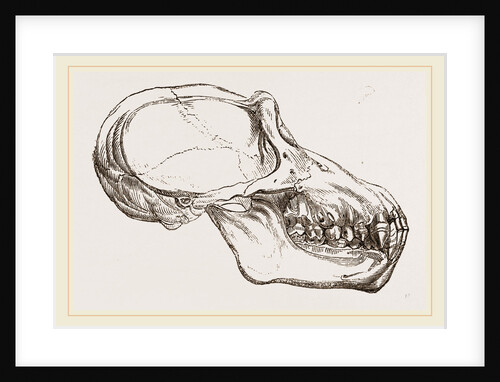 Skull of Chimpanzee by Anonymous