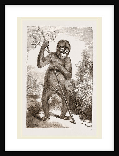 Orang-Outan by Anonymous