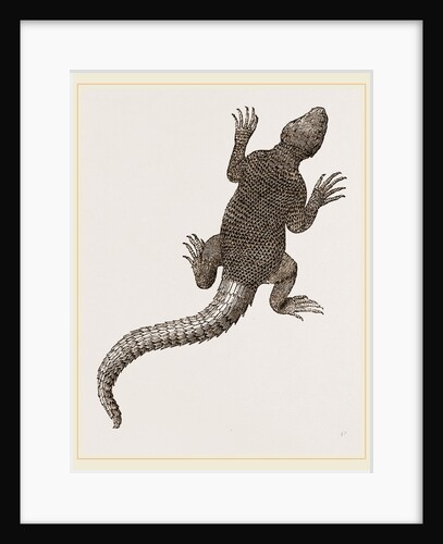 Spiny Agama by Anonymous
