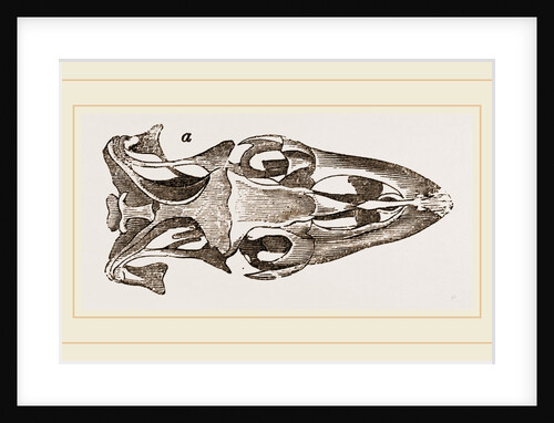 Skull of Varan the Nile by Anonymous