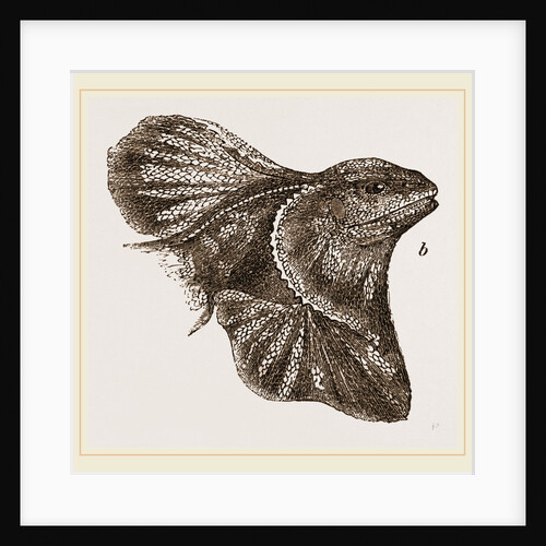 Frilled Lizard by Anonymous