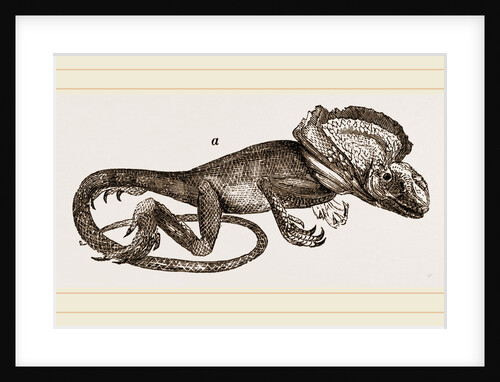 Frilled Lizard by Anonymous