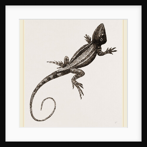 Muricated Lizard by Anonymous