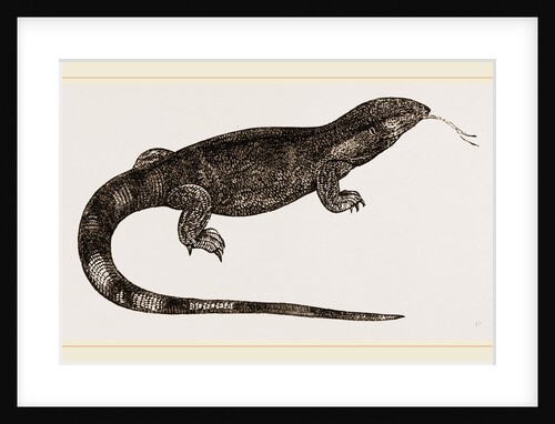 White-throated Varan by Anonymous