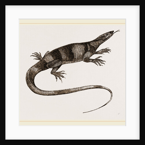 Bell's Varan by Anonymous