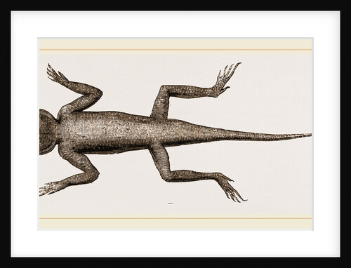 Changeable Agama by Anonymous