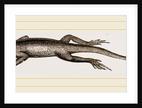 Changeable Agama by Anonymous