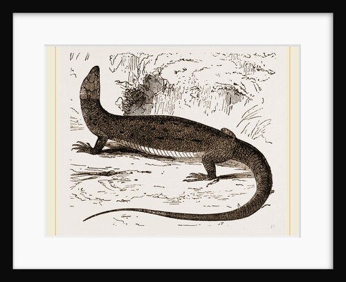 Viviparous Lizards by Anonymous