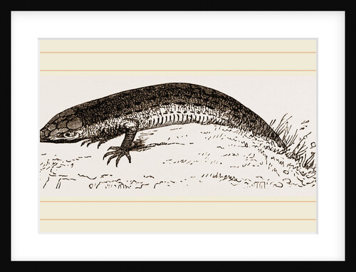 Viviparous Lizards by Anonymous