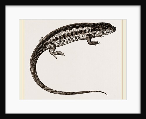 Sand-Lizard by Anonymous