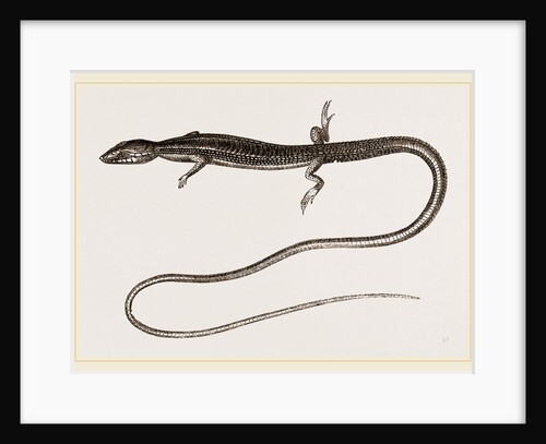 Six-lined Tachydromus by Anonymous