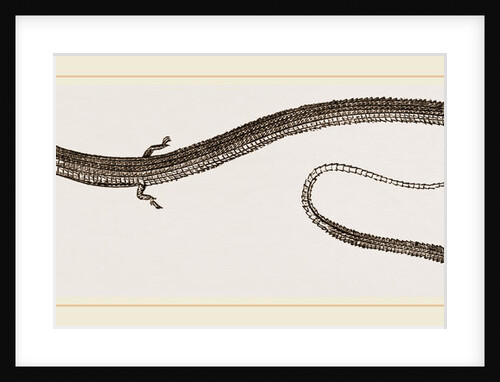 Four-toed Snake-Lizard by Anonymous