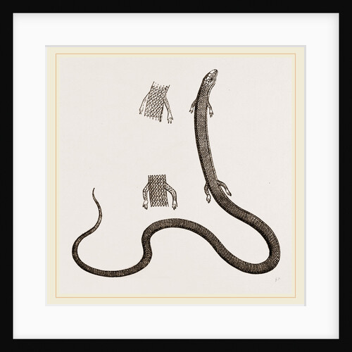 Four-toed Snake Lizard by Anonymous