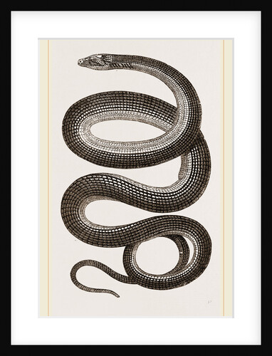 Glass-Snake by Anonymous