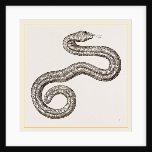 Dusky Amphisbaena by Anonymous