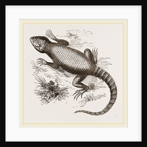 Common Zonurus by Anonymous