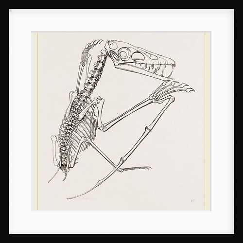 Thick-muzzled Pterodactyle restored by Anonymous