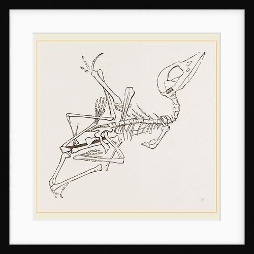 Short-muzzled Pterodactyle by Anonymous