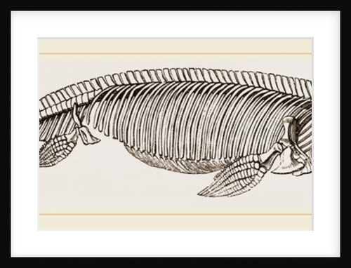 Ichthyosaurus by Anonymous