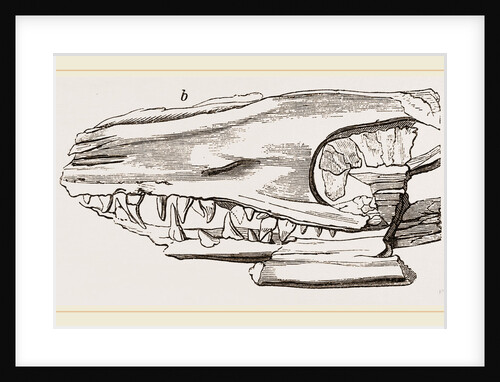 Head of Sommering's Geosaurus by Anonymous