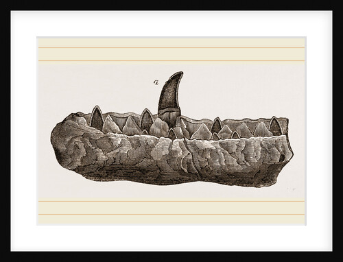 Portion of Lower Jaw Megalosaurus by Anonymous