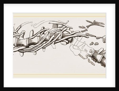 Vertebral Column of Sommering's Geosaurus by Anonymous